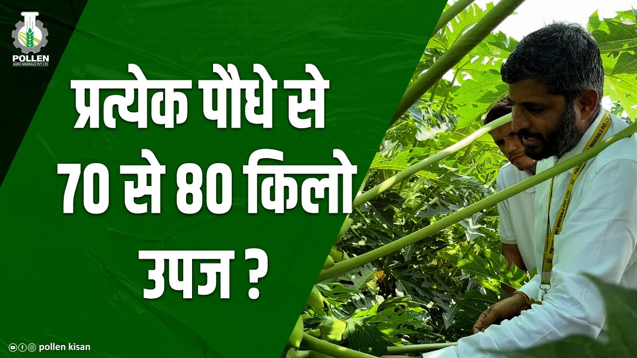 खाद प्रबंधन - पपीते की खेती, मध्यप्रदेश । Papaya Nutrient Management | Pollen Kisan