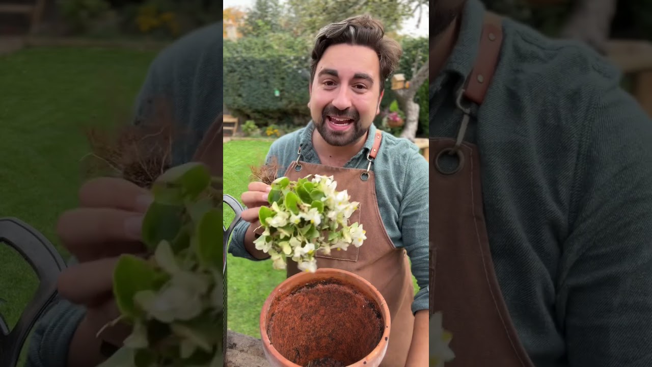 How to Store your Begonias for next year 