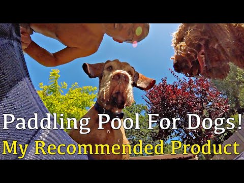 Video: Zijn kinderbadjes voor honden veilig?