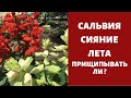 Прищипывать ли САЛЬВИЮ ? КОНЕЧНО ,ПОДУМАТЬ ? Лекарство на клумбе