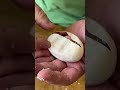 Cutting Open Snake Egg! What&#39;s Inside! 🐍 #snake