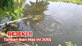 REJEKI !! Pemancing Beruntung Strike ikan Mas Di Spot ini Tarikannya Luar Biasa | Mancing Liar