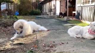 のんびりウトウト...　greatpyrenees グレートピレニーズ