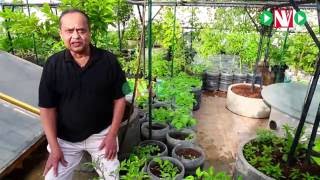 How to Start Your Organic Terrace Garden-Harish Mysore 1