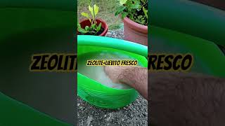 FERTILIZZANTE BIO... ZEOLITE PIÙ LIEVITO FRESCO 🌿🌿🌿❤️ #youtubechannel #vecchiascuola #seguimi