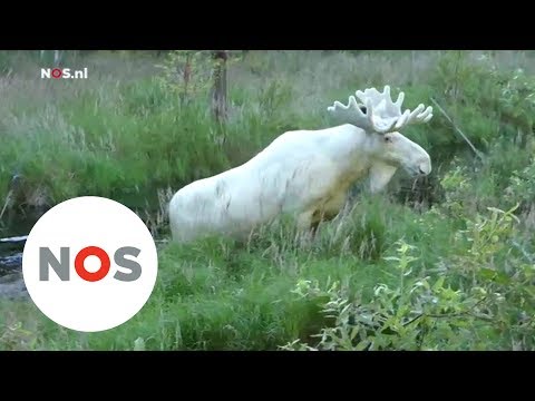 WITTE ELAND: Dit zeldzame dier is gefilmd in Zweden