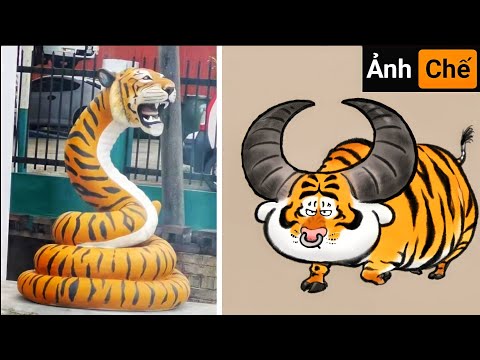 Video Tượng Hổ Hài Hước - Những Con Hổ Hài Hước - youtube