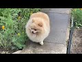 Мишель на чиле  #funnyvideos #ukraine #animals #шпиц #померанскийщпиц #выходные #отдых