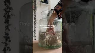 Watering an airplant - Weekly soak of a Tillandsia/Spanish Moss | seedor.store