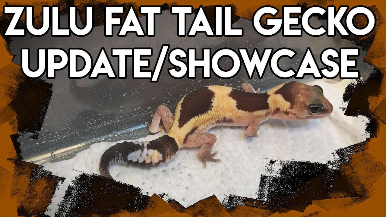 pythons for sale Fat Tail Geckos- Zulu Morph Update/Showcase!