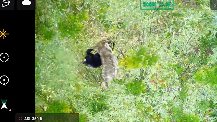 Drone Saves Dog From A Coyote!