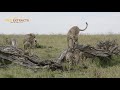 Tano Bora Cheetahs Exploring & Marking Territory // Wild Extracts