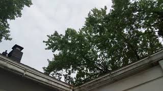 cicadas in the neighborhood Sunday May 23 dayton ohio by IBDALOVELY1 125 views 3 years ago 29 seconds