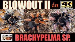 Brachypelma Tarantula Species Blowout 2 in 4k