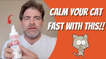 How to Decrease Anxiety in Cats | Nature