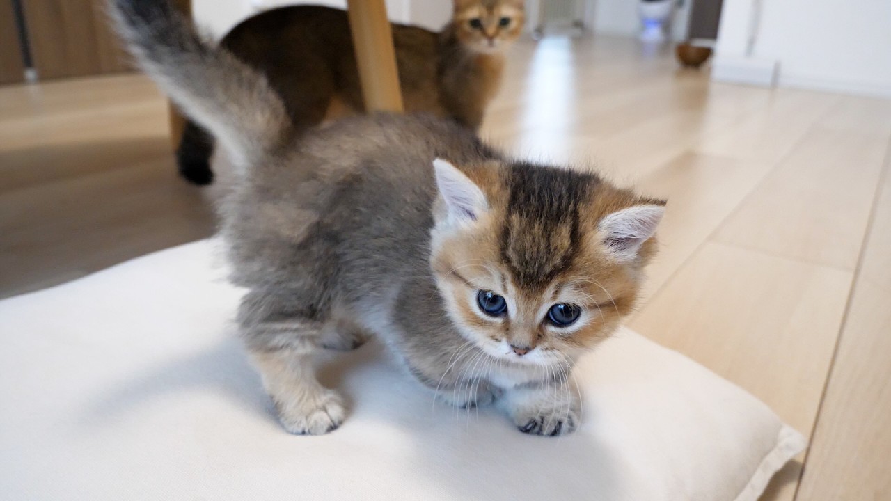 Cute mama cat worrying if her kittens will fall off the cushion...