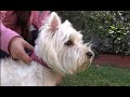 La raza West Highland White Terrier, vista por una propietaria. の動画、YouTube動画。