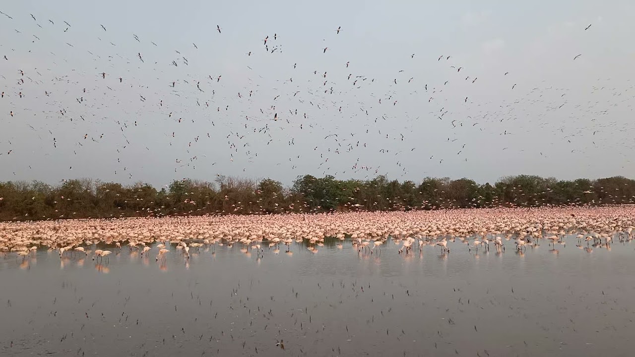 Thane Creek Flamingo Sanctuary😍 | Sea of pink | A spectacle in pink