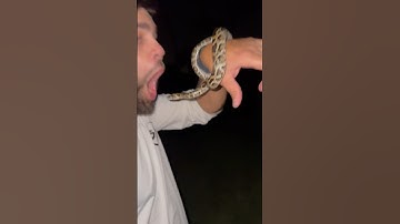 #python #burmesepython #burmese #snake #reptile #wildlife #everglades #fishing #alligator