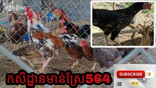 កសិដ្ឋានមាន់ស្រែ564 ទូរស្នោរវីដៃប្រេីជាលក្ខណះគ្រួរសារងាយៗតំលៃសមរម្យអត្រាញាស់ល្អ រហូតដល់ទៅ80/95%