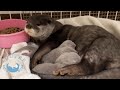 Baby otters were born!