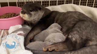 Baby otters were born!