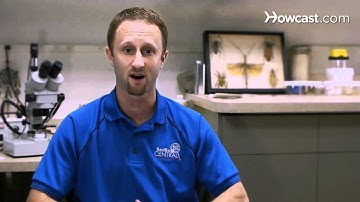 How to Inspect Your Home for Bed Bugs | Pest Control