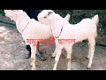 Jamunapuri Goat –  🐐🔥 | যমুনাপুরী ছাগল #goat #goatfarming 