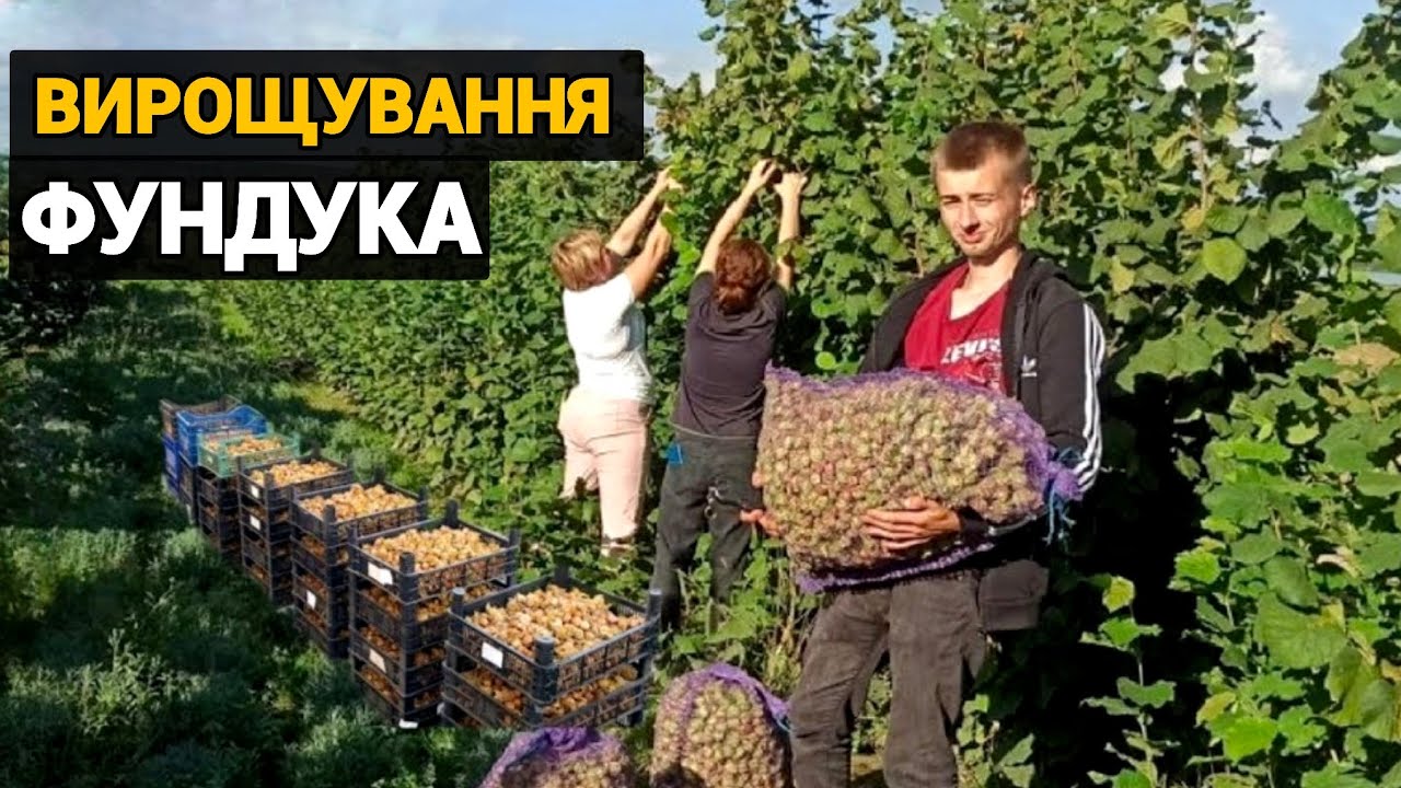 Фундук! Вирощування і які сорти фундуків садити в Україні. Бізнес в селі на горіхах. 