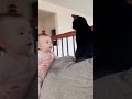 cat slaps baby