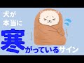 犬も寒い日は寒い!寒がりな犬の特徴・寒さ対策