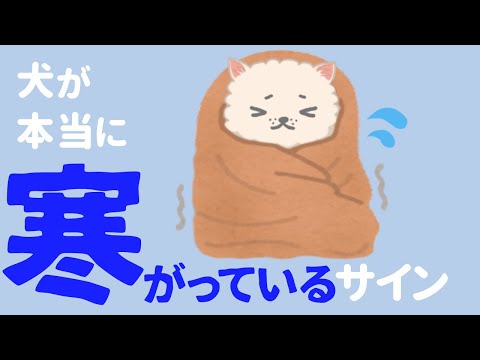 犬の寒さ対策完全ガイド｜愛犬が震える前に知るべき7つのポイント