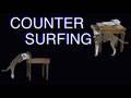 Solving Counter Surfing - Dog Training Solving Counter Surfing - Dog Training