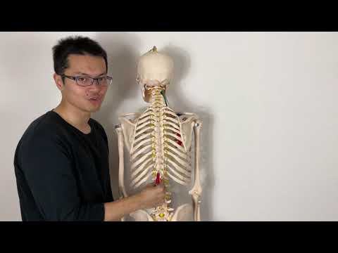 Video: Sacrum Anatomie, Gebied En Definitie - Lichaamskaarten