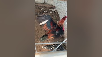 Menyuam Ntsuag Lau qaib thai for 2022