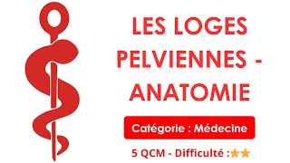 Les Loges pelviennes - anatomie - Catégorie : Médecine - 5 QCM - Difficulté :  ⭐⭐