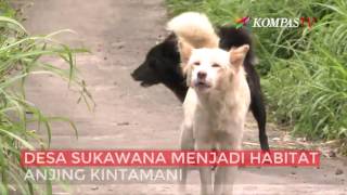 Anjing Kintamani