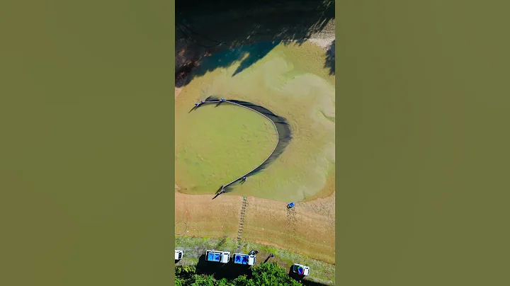🐠 KOI HARVEST SEASON IS SO PEACEFUL #fish #koi #koifish #japan #japanesekoi #koibreeder