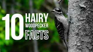 10 Fun Facts About Hairy Woodpeckers