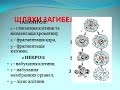 Старіння та смерть клітин.причини порушення клітинного циклу .Презентація .Біологія 10 клас