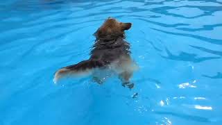 Swimmin Corgs With Mario Remastered Music