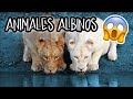 PROBLEMATICAS DE LOS ANIMALES ALBINOS