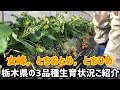 「いちご栽培 いちご農家」栃木県の3品種の生育状況ご紹介　女峰，とちおとめ，とちひめ