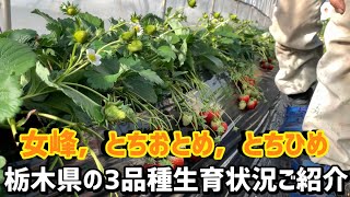 「いちご栽培 いちご農家」栃木県の3品種の生育状況ご紹介　女峰，とちおとめ，とちひめ