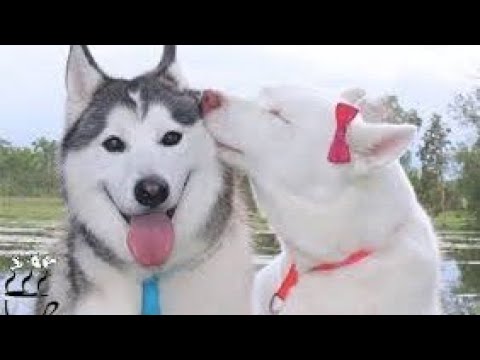 روش های نوین دختر بازی در سگ ها