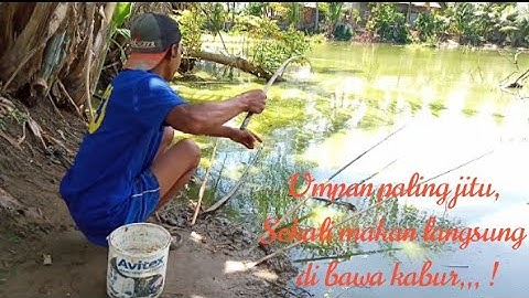 Mancing Ikan Gabus, Menggunakan Udang Hidup
