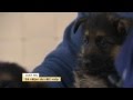 Valpskola: Så väljer du rätt hund - Nyhetsmorgon (TV4)