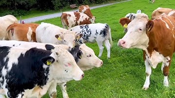 sapi, lembu, moo, cows, sapi joget, sapi lucu, video sapi joget, video lembu dan video moo.eps=15