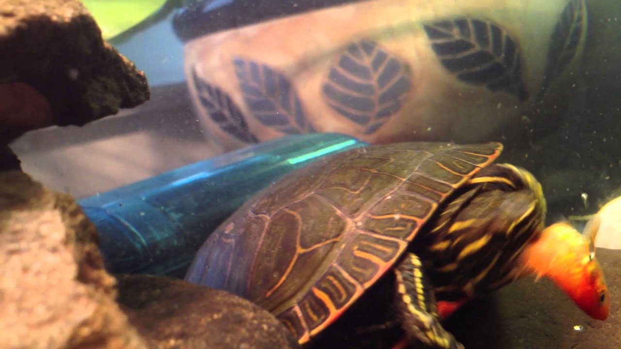 Western Painted Turtle eating Gold Fish (HD) - YouTube