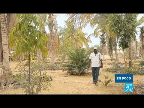 Video: Hierbas y especias del norte de África - Cómo cultivar hierbas del norte de África en el jardín